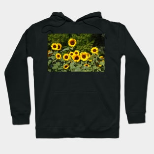 Sunflower, sunflower, (Helianthus annuus) Hoodie